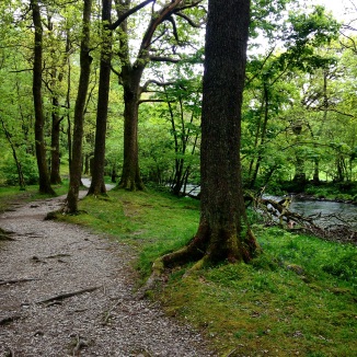 Grasmere Woodland Walk